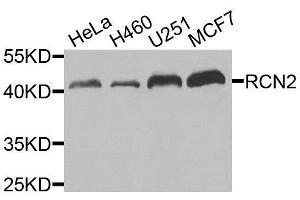 Western blot analysis of extracts of various cell lines, using RCN2 antibody. (RCN2 抗体  (AA 23-180))