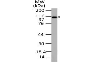 Image no. 1 for anti-Exportin 4 (XPO4) (AA 775-1000) antibody (ABIN5027199) (XPO4 抗体  (AA 775-1000))