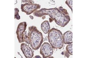 Immunohistochemical staining of human placenta with KTELC1 polyclonal antibody  shows moderate cytoplasmic positivity in trophoblastic cells. (POGLUT1 抗体)