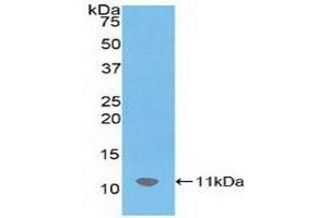 Detection of Recombinant SDF1, Mouse using Polyclonal Antibody to Stromal Cell Derived Factor 1 (SDF1)