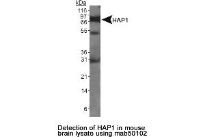 Image no. 1 for anti-Huntingtin Associated Protein 1 (HAP1) antibody (ABIN363256) (HAP1 抗体)
