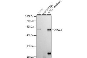 Immunoprecipitation analysis of 300 μg extracts of 293T cells using 3 μg  antibody (ABIN7265788). (ATG12 抗体)
