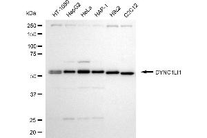 Western blotting analysis using DYNC1LI1 antibody (ABIN7798402).