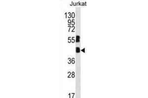 Western Blotting (WB) image for anti-Transcription Factor MafB (MAFB) antibody (ABIN2996606) (MAFB 抗体)