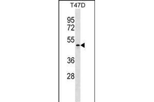 OBEC4 Antibody (Center) 18000c western blot analysis in T47D cell line lysates (35 μg/lane). (APOBEC4 抗体  (AA 201-228))