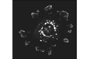 Image no. 1 for anti-ArfGAP with SH3 Domain, Ankyrin Repeat and PH Domain 1 (ASAP1) (AA 775-800) antibody (ABIN129670)