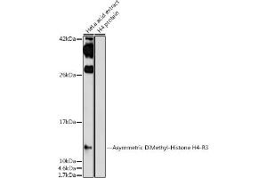 Western blot analysis of extracts of HeLa cells, using Asymmetric DiMethyl-Histone H4-R3 antibody (ABIN7267749) at 1:1000 dilution. (Histone H4 抗体  (2meArg3 (asymetric)))