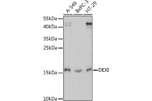 Western blot analysis of extracts of various cell lines, using DEXI Rabbit pAb (ABIN7266747) at 1:1000 dilution. (DEXI 抗体  (AA 1-95))
