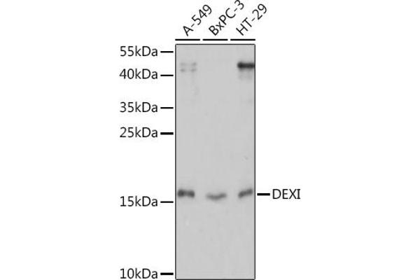 DEXI 抗体  (AA 1-95)
