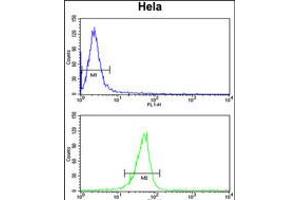Flow cytometry analysis of Hela cells (bottom histogram) compared to a negative control cell (top histogram). (MPV17 抗体  (N-Term))