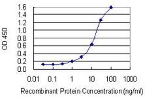 Detection limit for recombinant GST tagged SPATA4 is 0. (SPATA4 抗体  (AA 206-305))