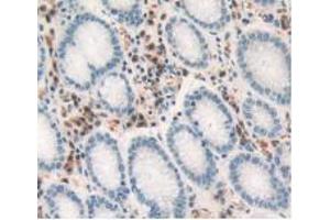 IHC-P analysis of Human Stomach Tissue, with DAB staining. (TNF alpha 抗体  (AA 77-233))