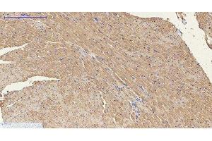 Immunohistochemistry of paraffin-embedded Mouse heart tissue using ENO2 Monoclonal Antibody at dilution of 1:200. (ENO2/NSE 抗体)