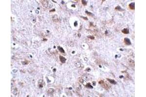 Immunohistochemical staining of mouse brain tissue with 2. (Transmembrane Protein 18 (TMM18) (C-Term) 抗体)