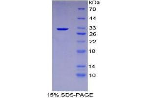 SDS-PAGE analysis of Mouse Kruppel Like Factor 4, Gut (KLF4) Protein. (KLF4 蛋白)