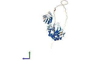 AlphaFold protein structure predicition of Mouse Recombinant Tial1 Protein, UniprotID P70318