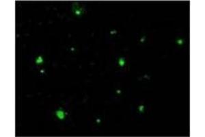 Immunofluorescence staining of HeLa cells using Acinus Antibody  at 10 μg/ml. (ACIN1 抗体)