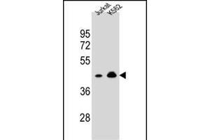 OR10A4 Antibody (C-term) (ABIN654817 and ABIN2844490) western blot analysis in Jurkat,K562 cell line lysates (35 μg/lane). (OR10A4 抗体  (C-Term))