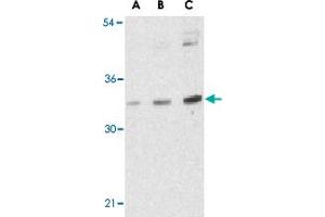 Western blot analysis of BMI1 in K-562 cell lysate with BMI1 polyclonal antibody  at (A) 0. (BMI1 抗体  (Internal Region))