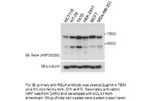 RELA antibody - middle region  validated by WB using HCT116/Ht-29/T47D/HEK-293T/MCF/MDA-MB-231 cell lines at 2ug/ml.