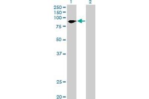 Western Blot analysis of SCYL3 expression in transfected 293T cell line by SCYL3 MaxPab polyclonal antibody. (SCYL3 抗体  (AA 1-688))