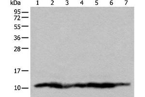 Western blot analysis of 293T cell lysates using UQCRQ Polyclonal Antibody at dilution of 1:450 (UQCRQ 抗体)