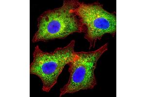 Immunofluorescent analysis of 4 % paraformaldehyde-fixed, 0. (AKR7L 抗体  (AA 32-64))