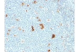 Formalin-fixed, paraffin-embedded human tonsil stained with anti-Macrophage antibody (SPM281)