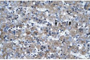 Immunohistochemical staining (Formalin-fixed paraffin-embedded sections) of human liver with LHX6 polyclonal antibody . (LHX6 抗体  (AA 287-336))