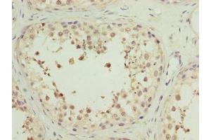 Immunohistochemistry of paraffin-embedded human testis tissue using ABIN7142385 at dilution of 1:100 (MRPL27 抗体  (AA 1-148))