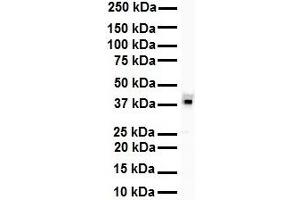 WB Suggested Anti-HNRPA3 antibody Titration: 1 ug/mL Sample Type: Human Daudi (HNRNPA3 抗体  (N-Term))