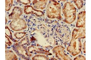 Immunohistochemistry of paraffin-embedded human kidney tissue using ABIN7149126 at dilution of 1:100 (UBXN11 抗体  (AA 38-146))