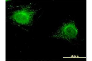 Immunofluorescence (IF) image for anti-Zinc Finger Protein 239 (ZNF239) (AA 1-100) antibody (ABIN521796)