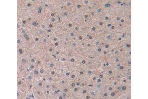 Used in DAB staining on fromalin fixed paraffin- embedded Kidney tissue (LIG1 抗体  (AA 484-663))
