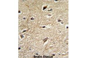 Immunohistochemistry (IHC) image for anti-BCL2-Associated Athanogene (BAG1) antibody (ABIN3001708) (BAG1 抗体)