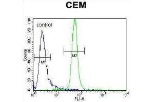 Flow Cytometry (FACS) image for anti-Muscle, Skeletal, Receptor Tyrosine Kinase (MUSK) antibody (ABIN3003399) (MUSK 抗体)