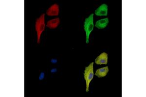 ABIN7096996 and ABIN7101063 staining  cells by IF/ICC. (PARG1 抗体)