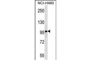 Western blot analysis in NCI-H460 cell line lysates (35ug/lane). (MMRN2 抗体  (C-Term))