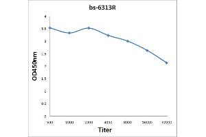 Antigen: 2 µg/100 µL  Primary: Antiserum, 1:500, 1:1000, 1:2000, 1:4000, 1:8000, 1:16000, 1:32000;  Secondary: HRP conjugated Rabbit Anti-Goat IgG at 1: 5000;  TMB staining Read the data in Microplate Reader by 450nm. (HNE 抗体)