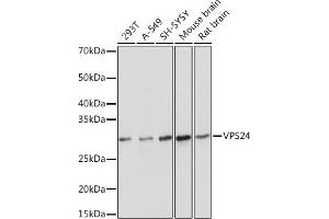 Western blot analysis of extracts of various cell lines, using VPS24 Rabbit mAb (ABIN7266291) at 1:1000 dilution. (CHMP3 抗体)