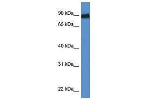 Western Blot showing Sik1 antibody used at a concentration of 1. (SIK1 抗体  (Middle Region))