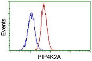 Image no. 5 for anti-Phosphatidylinositol-5-Phosphate 4-Kinase, Type II, alpha (PIP4K2A) antibody (ABIN1500226) (PIP4K2A 抗体)