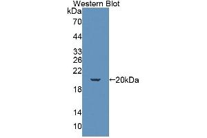 Western Blotting (WB) image for anti-Killer Cell Lectin-Like Receptor Subfamily K, Member 1 (KLRK1) (AA 90-232) antibody (ABIN7444355)