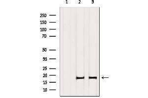 Western blot analysis of extracts from various samples, using Histone H3. (Histone H3.1 抗体)