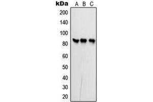 Western blot analysis of PFKP expression in MCF7 (A), NIH3T3 (B), rat brain (C) whole cell lysates. (PFKP 抗体  (Center))