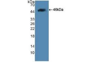 SDS-PAGE of Protein Standard from the Kit (Highly purified E. (Leptin ELISA 试剂盒)
