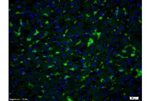 Formalin-fixed and paraffin embedded rat liver labeled with Anti- PGT Polyclonal Antibody, Unconjugated (ABIN1386754) at 1:200 followed by conjugation to the secondary antibody Goat Anti-Rabbit IgG, FITC conjugated used at 1:200 dilution for 40 minutes at 37°C and DAPI staining (SLCO2A1 抗体  (AA 611-643))