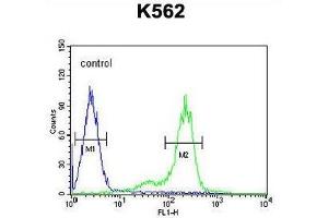 ZN572 Antibody (C-term) flow cytometric analysis of K562 cells (right histogram) compared to a negative control cell (left histogram).
