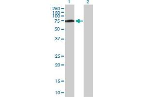 Western Blot analysis of R3HDM2 expression in transfected 293T cell line by R3HDM2 MaxPab polyclonal antibody. (R3HDM2 抗体  (AA 1-637))