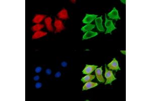 ABIN7095021 and ABIN7099077 staining HepG2 cells by IF/ICC. (PI15 抗体)